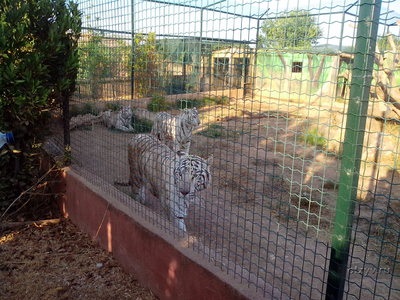 Atena Zoo