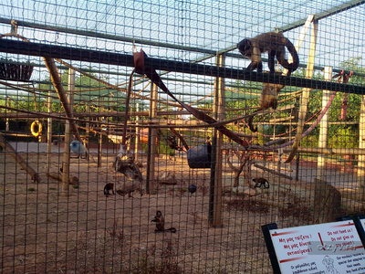 Atena Zoo