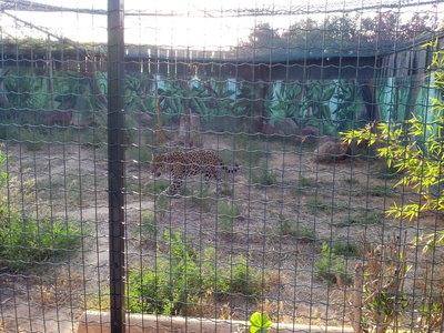 Atena Zoo