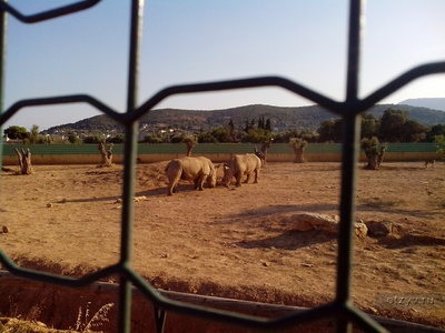 Atena Zoo