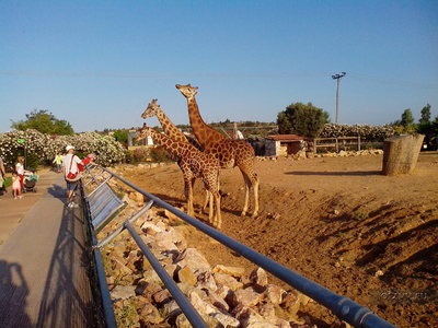 Atena Zoo