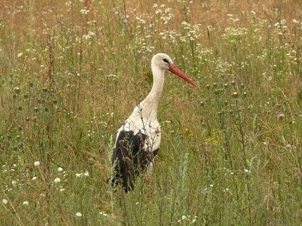 Storkul scurtează animalele de vânătoare