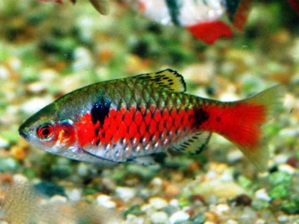 Acvariu pește roșu barbs (barbus ticto)