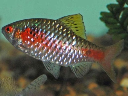 Acvariu pește roșu barbs (barbus ticto)