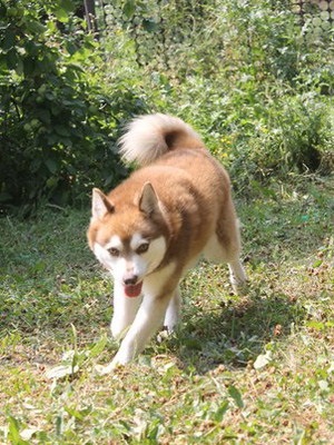 Alaszkai Klee Kai (mini Husk), fotók és videók a kölykök tenyészteni cus kai