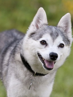 Alaszkai Klee Kai (mini Husk), fotók és videók a kölykök tenyészteni cus kai