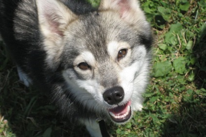 Alaszkai Klee Kai (mini Husk), fotók és videók a kölykök tenyészteni cus kai