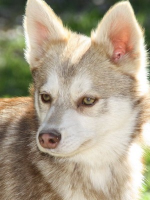 Alaszkai Klee Kai (mini Husk), fotók és videók a kölykök tenyészteni cus kai