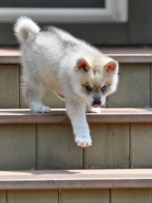 Alaszkai Klee Kai (mini Husk), fotók és videók a kölykök tenyészteni cus kai