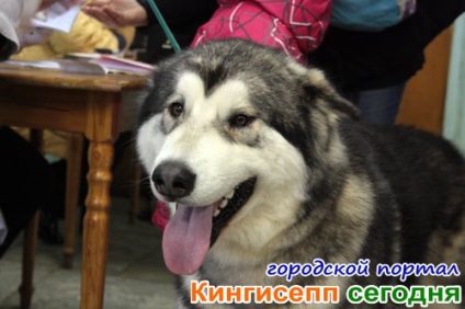 Alahaman Malamute și alți prieteni uimitori cu patru picioare la spectacolul de câine în Kingisepp -