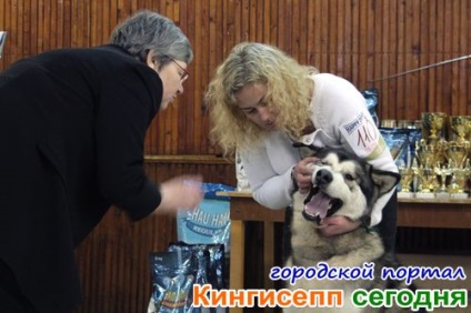 Alaszkai malamut és más csodálatos négylábú barátai a kutyakiállításon Kingisepp -