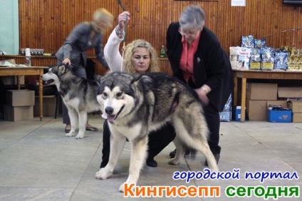 Alahaman Malamute și alți prieteni uimitori cu patru picioare la spectacolul de câine în Kingisepp -