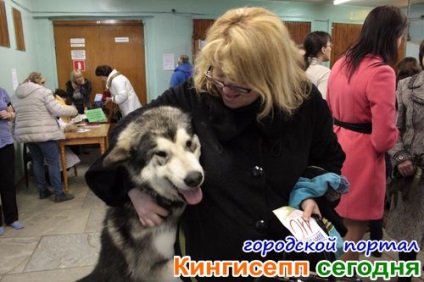 Alahaman Malamute și alți prieteni uimitori cu patru picioare la spectacolul de câine în Kingisepp -