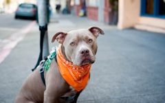 American Staffordshire Terrier cumpără un catelus, cât de mult este un catelus al unui terrier Staffordshire care