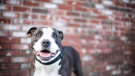 American Staffordshire Terrier cumpără un catelus, cât de mult este un catelus al unui terrier Staffordshire care