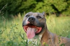 American Staffordshire Terrier cumpără un catelus, cât de mult este un catelus al unui terrier Staffordshire care