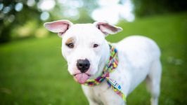 American Staffordshire Terrier cumpără un catelus, cât de mult este un catelus al unui terrier Staffordshire care