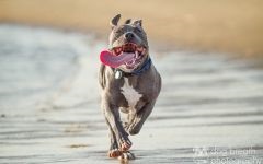 American Staffordshire Terrier cumpără un catelus, cât de mult este un catelus al unui terrier Staffordshire care