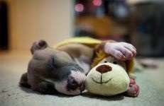 American Staffordshire Terrier cumpără un catelus, cât de mult este un catelus al unui terrier Staffordshire care