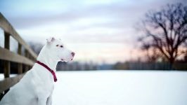 American Staffordshire Terrier cumpără un catelus, cât de mult este un catelus al unui terrier Staffordshire care