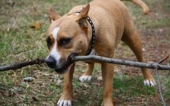 American Staffordshire Terrier cumpără un catelus, cât de mult este un catelus al unui terrier Staffordshire care