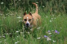 American Staffordshire Terrier cumpără un catelus, cât de mult este un catelus al unui terrier Staffordshire care