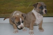 Amerikai Staffordshire terrier kölyök megvásárlása, hogy mennyi az, hogy kölyök staffordshire terrier