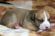 American Staffordshire Terrier cumpără un catelus, cât de mult este un catelus al unui terrier Staffordshire care