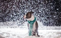 American Staffordshire Terrier cumpără un catelus, cât de mult este un catelus al unui terrier Staffordshire care