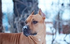 Amerikai Staffordshire terrier kölyök megvásárlása, hogy mennyi az, hogy kölyök staffordshire terrier