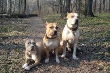 American Staffordshire Terrier cumpără un catelus, cât de mult este un catelus al unui terrier Staffordshire care