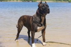 American Staffordshire Terrier cumpără un catelus, cât de mult este un catelus al unui terrier Staffordshire care