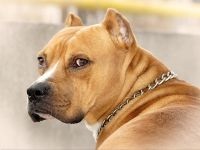 American Staffordshire Terrier cumpără un catelus, cât de mult este un catelus al unui terrier Staffordshire care