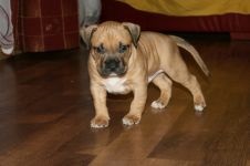 American Staffordshire Terrier cumpără un catelus, cât de mult este un catelus al unui terrier Staffordshire care