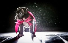 American Staffordshire Terrier cumpără un catelus, cât de mult este un catelus al unui terrier Staffordshire care