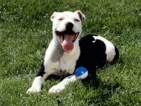 American Staffordshire Terrier cumpără un catelus, cât de mult este un catelus al unui terrier Staffordshire care