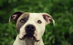 American Staffordshire Terrier cumpără un catelus, cât de mult este un catelus al unui terrier Staffordshire care