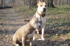 Amerikai Staffordshire terrier kölyök megvásárlása, hogy mennyi az, hogy kölyök staffordshire terrier