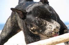 American Staffordshire Terrier cumpără un catelus, cât de mult este un catelus al unui terrier Staffordshire care