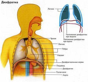 Anatomia sistemului respirator uman
