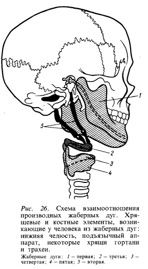 Anatomy csontváz fej