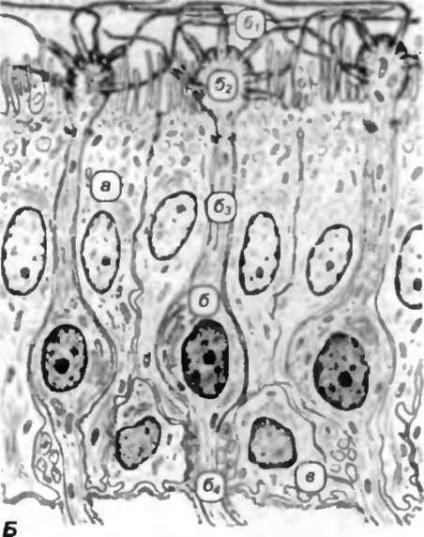 Anatomia câinelui