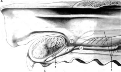 Anatomia câinelui