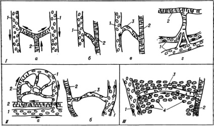 Arteno-venoase anastomoze