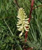 Astragalus - astragalus, plante medicinale, plante