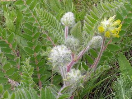 Planta Astragalus - aplicarea și proprietățile plantei Astragalus, articole pe