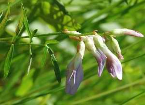 Planta Astragalus - aplicarea și proprietățile plantei Astragalus, articole pe