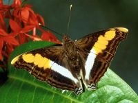 Fluturi, fluturi (lepidoptera), fluturi Saturnia, Lepidoptera, o echipă de fecioare cu ochi de păun,