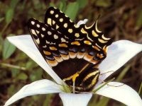 Fluturi, fluturi (lepidoptera), fluturi Saturnia, Lepidoptera, o echipă de fecioare cu ochi de păun,