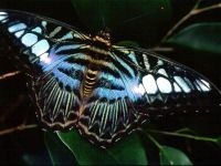 Butterfly, a pillangó (Lepidoptera), pillangó Saturnia, Lepidoptera, leválás viseli pavlinoglazki,